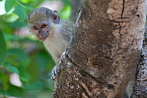 Green monkey (Chlorocebus sabaeus) juvenile peering around tree trunk. Janjanbureh, Gambia.