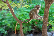 Green monkey (Chlorocebus sabaeus) juvenile sitting in tree. Janjanbureh, Gambia.