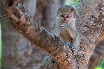 Green monkey (Chlorocebus sabaeus) baby sitting in fork of tree. Janjanbureh, Gambia.