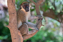 Green monkey (Chlorocebus sabaeus) sitting in fork of tree. Janjanbureh, Gambia.