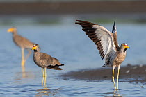 African wattled lapwing (Vanellus senegallus) stretching wings. Allahein River, Gambia.