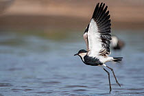 Spur-winged lapwing (Vanellus spinosus) taking off, spur visible on wing edge. Allahein River, Gambia.