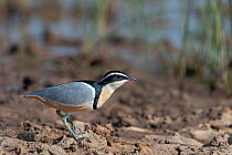 Egyptian plover (Pluvianus aegyptius). North bank of Gambia River, Gambia.