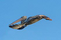 Pink-backed pelican (Pelecanus rufescens) juvenile in flight. Bao Bolong Wetland Reserve, Gambia.