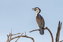 White-breasted cormorant (Phalacrocorax lucidus), perched on tree snag with open beak. Bao Bolong Wetland Reserve, Gambia.