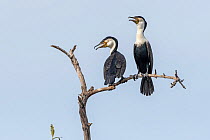White-breasted cormorant (Phalacrocorax lucidus), two with open beaks, perched on tree snag. Bao Bolong Wetland Reserve, Gambia.