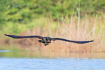 Osprey (Pandion haliaetus) juvenile carrying fish in talons, flying over Allahein River. Gambia.