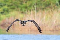 Osprey (Pandion haliaetus) juvenile carrying fish in talons, flying over Allahein River, . Gambia.