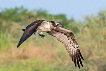 Osprey (Pandion haliaetus) juvenile in flight, carrying fish in talons. Allahein River, Gambia.