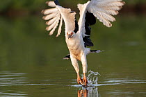 Palm-nut vulture (Gypohierax angolensis) catching fish over water. Allahein River, Gambia.