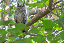 Greyish eagle owl (Bubo cinerascens) perched in tree. Faraba Banta, Gambia.