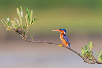 Malachite kingfisher (Alcedo cristata) juvenile perched on branch. Allahein River, Gambia.