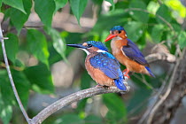 Malachite kingfisher (Alcedo cristata), two perched on branch, juvenile in foreground, adult in background. Allahein River, Gambia.