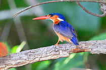 Malachite kingfisher (Alcedo cristata) perched on branch. Allahein River, Gambia.