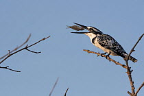 Pied kingfisher (Ceryle rudis) feeding on fish, perched on branch. Allahein River, Gambia. Digital composite.