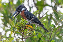 Giant kingfisher (Megaceryle maxima) calling in tree. Allahein River, Gambia.