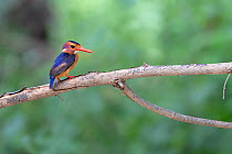 African pygmy kingfisher (Ceyx pictus) perched on branch. Tentaba, Gambia.