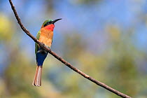 Red-throated bee-eater (Merops bulocki) perched on branch. Bansang, Gambia.