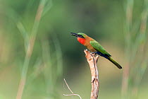 Red-throated bee-eater (Merops bulocki) with insect in beak, perched on tree snag. Bansang, Gambia.