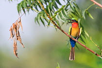 Red-throated bee-eater (Merops bulocki) perched in tree with open beak. Janjanbureh, Gambia.