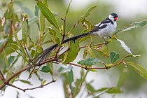 Pin-tailed whydah (Vidua macroura) male perched in tree. Allahein River, Gambia.