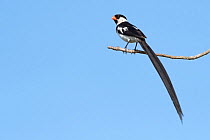 Pin-tailed whydah (Vidua macroura) male perched on branch. Allahein River, Gambia.