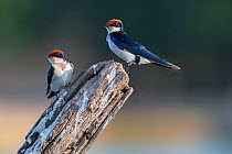 Wire-tailed swallow (Hirundo smithii), two perched on tree snag. Allahein River, Gambia.