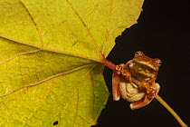 Mahogany treefrog (Tlalocohyla loquax) clasping onto leaf stem, view from below. Las Guacamayas Biological Station, Laguna del Tigre National Park, El Peten, Guatemala.