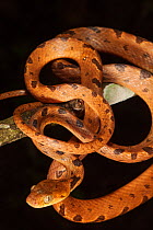 Northern cat-eyed snake (Leptodeira septentrionalis) coiled around branch at night, portrait. Las Guacamayas Biological Station, Laguna del Tigre National Park, El Peten, Guatemala.