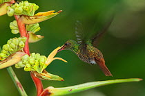 Rufous-tailed hummingbird (Amazilia tzacatl) nectaring on Heliconia (Heliconia sp) flower. Las Guacamayas Biological Station, Laguna del Tigre National Park, El Peten, Guatemala.