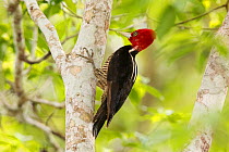 Pale-billed woodpecker (Campephilus guatemalensis) feeding, on tree trunk. Near El Peru / Waka Archaeological Site, Laguna del Tigre National Park, El Peten, Guatemala.