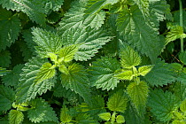 Early chlorosis on stinging nettles caused by glyphosate weedkillerafter spraying. Treatment weakens the plant and gets drawn into the root system