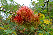 Gall of a bedeguar gall wasp (Diplolepis rosae) or robin&#39;s pincushion on the stem of a wild dog rose, Rosa, canina, Berkshire, September