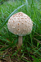 Parasol mushroom (Lepiota procera) fruiting body on an autumn morning, Berkshire, September