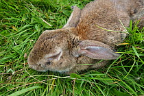 Rabbit (Orycolagus cuniculus) severely affected by myxomatosis caused by Myxoma virus a fatal disease, Berkshire, September