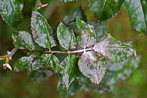 Powdery mildew (Podosphaera pannosa) fungal infection on rose leaves, Berkshire, September