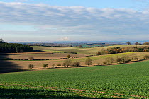 Downland field of young oilseed rape crop on a bright winter day with long views of Berkshire and Wiltshire scenery, England, UK. November.