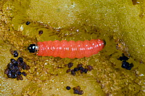 Plum fruit moth (Grapholita funebrana) caterpillar feeding on flesh of damaged ripe plum fruit, Berkshire, August