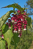 Himalayan honeysuckle (Leycesteria formosa) racemes of white flowers with red purple bracts on a deciduous garden shrub, August