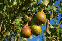 Brown rot (Monilinia laxa or M.fructigena) fungal disease on conference pear fruit on the tree, Berkshire, September