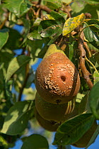 Brown rot (Monilinia laxa or M.fructigena) fungal disease on conference pear fruit on the tree, Berkshire, September