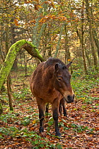 Exmoor pony roaming and grazing in Snelsmore Common near Newbury in autumn , maintained by Berks, Bucks and Oxon Wildlife Trust, Berkshire, November