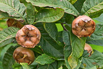 Medlar (Mespilus germanica) maturing fully ripe fruit with leaves on the tree, Berkshire, October