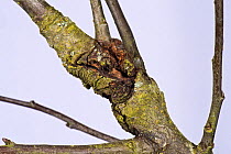 Apple canker (Neonectria ditissima) lesion in a branch of an old orchard tree. A fungus diseases, Berkshire, November.