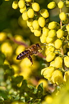 Honey bee (Apis mellifera) flying to forage on yellow Mahonia &#39;Winter Sun&#39; flowers on a fine Christmas day in mid winter, Berkshire, December