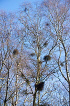 Witch&#39;s or witches&#39; broom (Taphrina betulina) deformed clumps of twigs on Silver birch tree in winter, Berkshire, February