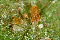 Predatory mites (Amblyseius sp.) females and immatures preying on pest mites (Tetranychus sp.) on a leaf