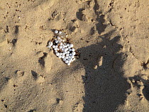 White polluting plastic pellets or nurdles deposited on a sandy beach in the Arabian Gulf, Abu Dhabi