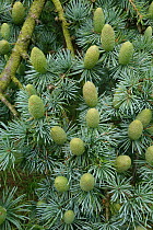 Immature green cones of Deodar cedar (Cedrus deodara) among needles on a tree, Hampshire, England, August