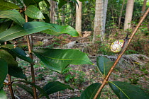 Cuban tree snail ( Polymita sulphurosa) collected near Moa, Cuba. Endangered.